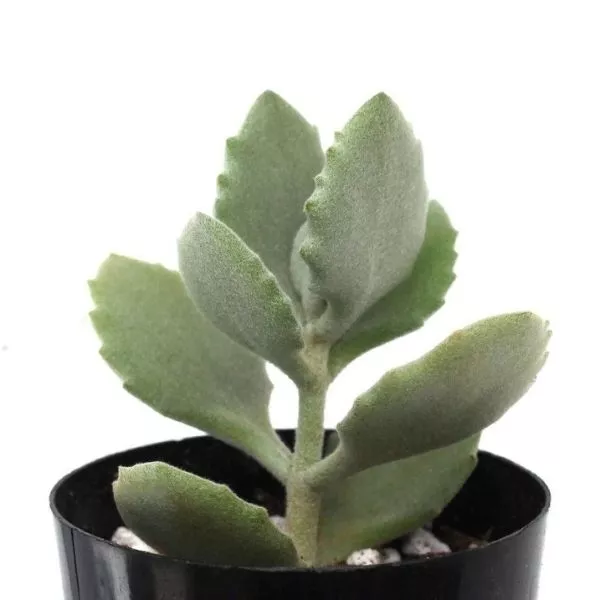 A young Kalanchoe Millotii Succulent Plant in a black pot with a few marbles in a pot, white as a background.