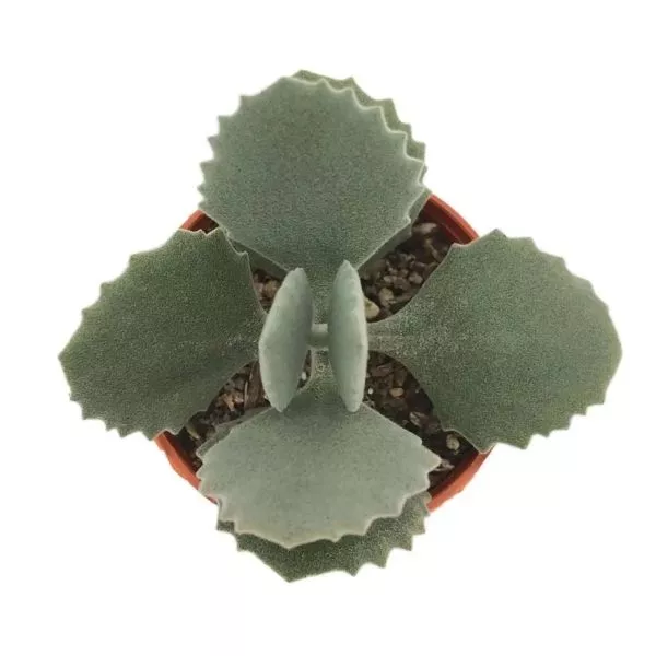 A well grown Kalanchoe Millotii Succulent Plant in a terracotta pot with white as a background.