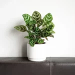 This is an image of Calathea Burle Marx Prayer Plant Sapling planted in a white pot kept on a table