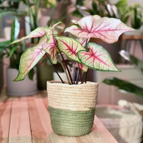 A well grown Caladium Plant in a wooden pot kept on wooden table.