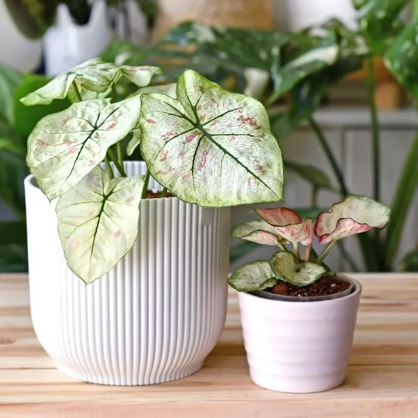 A beautifully grown Caladium Plant on a white ceramic pot with similar sapling potted in a white ceramic pot which are kept on wooden table.