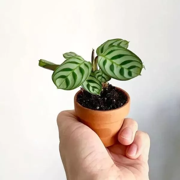 A hand holding beautiful young Calathea Burle Marx Prayer Plant Sapling in a mini terracotta pot with white as a back ground.