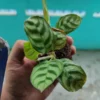 A hand holding Calathea Burle Marx Prayer Plant Sapling in a net pot with blurry background.