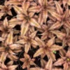 This is an image of several Earth Star Plant Cryptanthus.