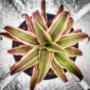 This is an image of Earth Star Plant Cryptanthus kept against white and grey color background.