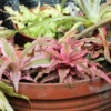 This is an image of Earth Star Plant Cryptanthus planted in a pot with other plants in the background.