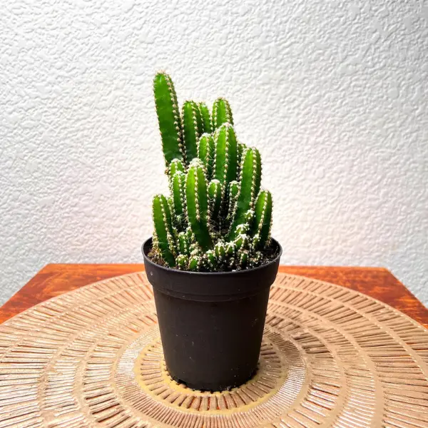 A well grown Fairytale Cactus Elongated plant in a black pot kept on a wooden table.