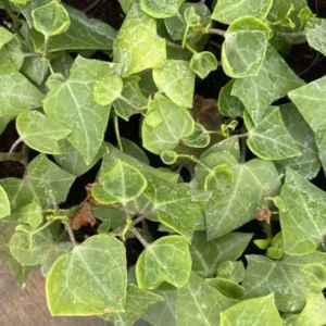 An English Ivy Plant Sapling with similar several plants around it.