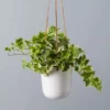 A beautifully grown English Ivy Plant, planted in a hanging pot.