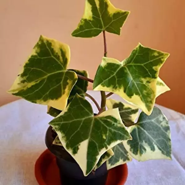 A young English Ivy Plant in a black pot kept on a white surface.