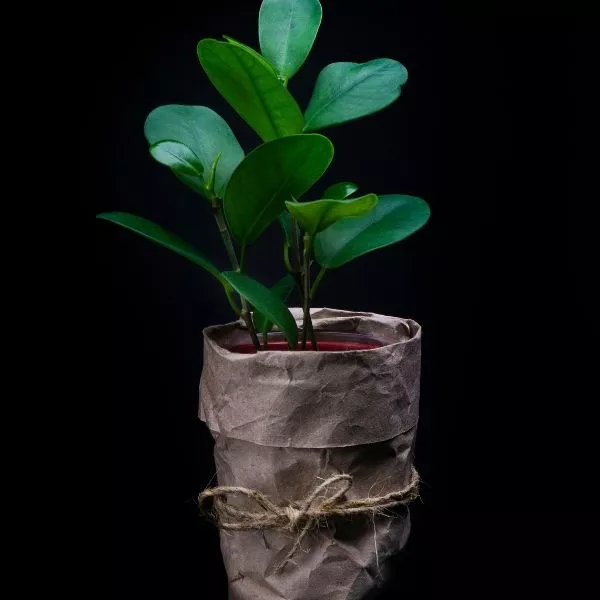 A well grown Ficus Microcarpa Bonsai Plant planted on a pot covered with rapper with jute rope.