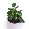 A young and beautiful Ficus Microcarpa Bonsai Plant planted in a white ceramic pot.