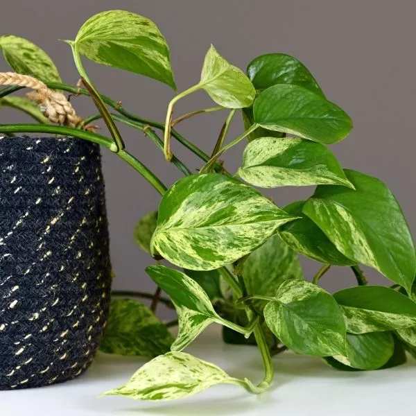 A well grown Marble Money Plant in which the leaves are falling out of the pot covered with wooden bag with dark color in the background.