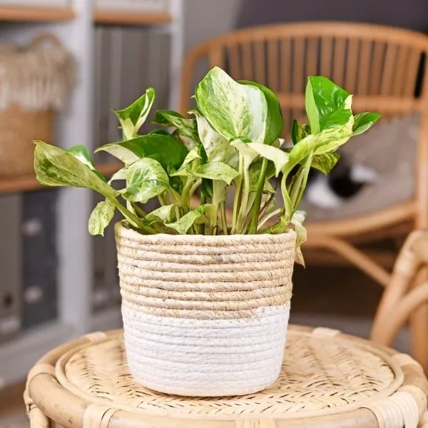 A young several Marble Money Plant in a wooden pot placed on a wooden table with the wooden chairs in the back ground.