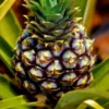 A very beautiful Pineapple Plant with Pineapple fruit grown in it.