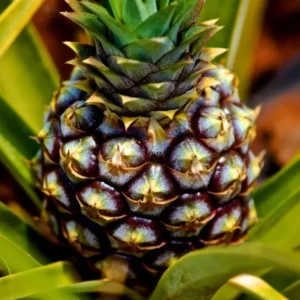 A very beautiful Pineapple Plant with Pineapple fruit grown in it.