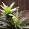 A well grown Pineapple Plant with young Pineapple om it with muddy floor in the back ground.