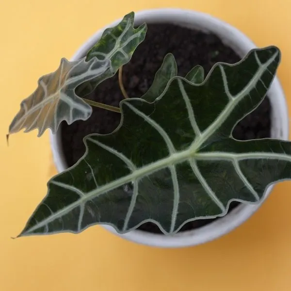 Top view of Alocasia Amazonica Plant sapling in a white pot with yellow background