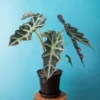 An Alocasia Amazonica Plant in a black pot with saucer kept on a round wooden table against a blue background