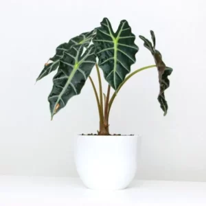 Beautiful Alocasia Amazonica Plant in a white pot kept on white table with light blue background