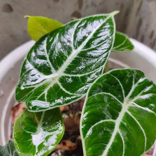 Alocasia Pola Small Leaf Plant in a white pot having several fresh leaves