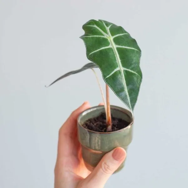 A hand holding an Alocasia Pola Small Leaf Plant Sapling in a pot havingtwo leaves with a blue background