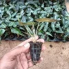 A hand holding an Alocasia Pola Small Leaf Plant Sapling in a net pot with several saplings in background