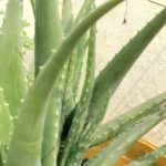 Aloe Vera Star Indoor Succulent Plant (1pc)