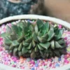Echeveria Mixed Succulent Indoor Plant in an oval pot covered with colourful pebbles