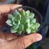 Tiny Echeveria Mixed Succulent Indoor Plants in a net pot
