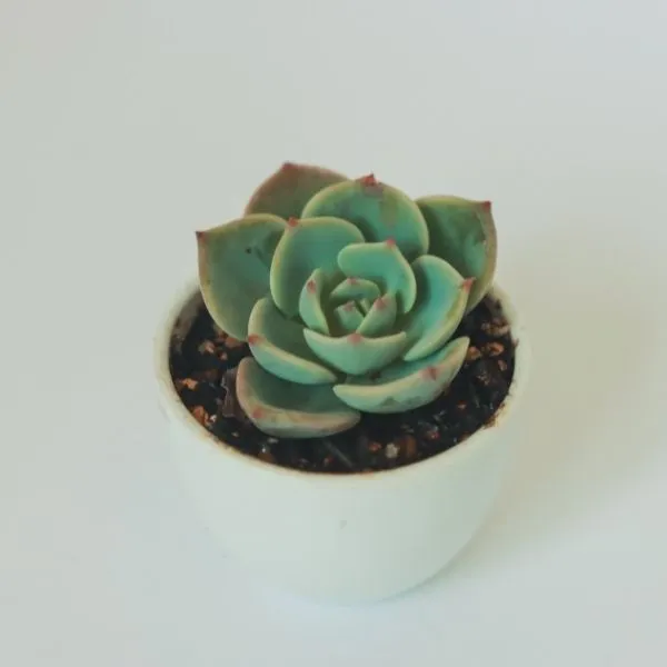 An Echeveria Mixed Succulent Indoor Plant in soil in a white pot with a white background