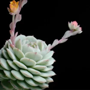 An Echeveria Mixed Succulent Indoor Plant with two flowers with a black background
