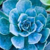 Echeveria Succulent Indoor Plant with blue shade