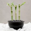 This is an image of lucky bamboo plant