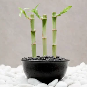 This is an image of three Lucky Bamboo Plant Saplings planted in a black color pot kept against white color background.
