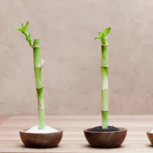 This is an image of two Lucky Bamboo Plant Saplings planted two different pots kept against white color background.