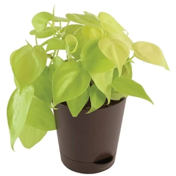 A beautifully grown Philodendron Oxycardium Golden Plant Sapling in a black pot kept on a white surface.