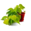A beautifully grown Philodendron Oxycardium Golden Plant Sapling in a red pot kept on a white surface.