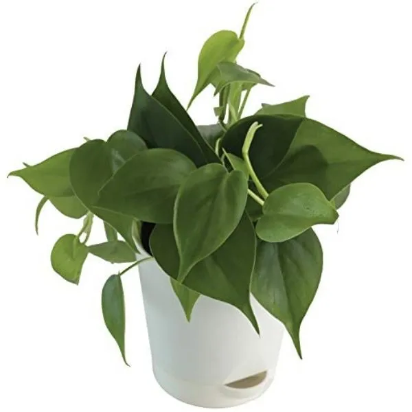 A well grown Philodendron Oxycardium Golden Plant Sapling in a white pot kept on a white surface.