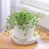 String of Dolphins Plant planted in a white pot with saucer kept on a wooden table with white background