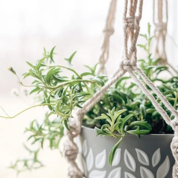 String of Dolphins Plant in a beautiful hanging pot tied with white macrame rope