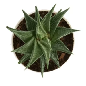 This is an image of Aloe Vera Star Indoor Succulent Plant planted in a pot kept against white color background.
