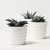 This is an image of three Aloe Vera Star Indoor Succulent Plants planted in white color pot kept against white color background.