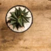This is an image of Aloe Vera Star Indoor Succulent Plant planted in a pot kept against brown color background.
