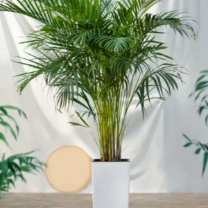 This is an image of Areca Palm plant planted in white color pot placed against white color background.