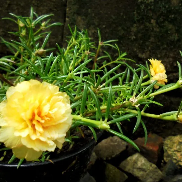 Two yellow coloured flowers of Moss Rose plant on its plant in a pot with wall in background