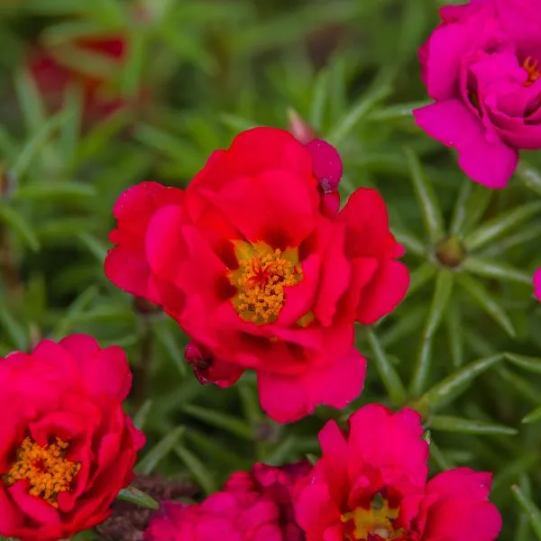Several pink coloured flowers of Moss Rose plant on its plant with leaves in background