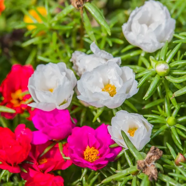 Several Red, Pink and white mixed coloured flowers of Moss Rose plant on its plant with leaves in background
