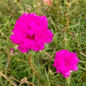 Two pink coloured flowers of Moss Rose plant on its plant with leaves in background