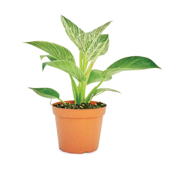 This is an image of Philodendron Birkin Plant planted in a pot placed against white color background.